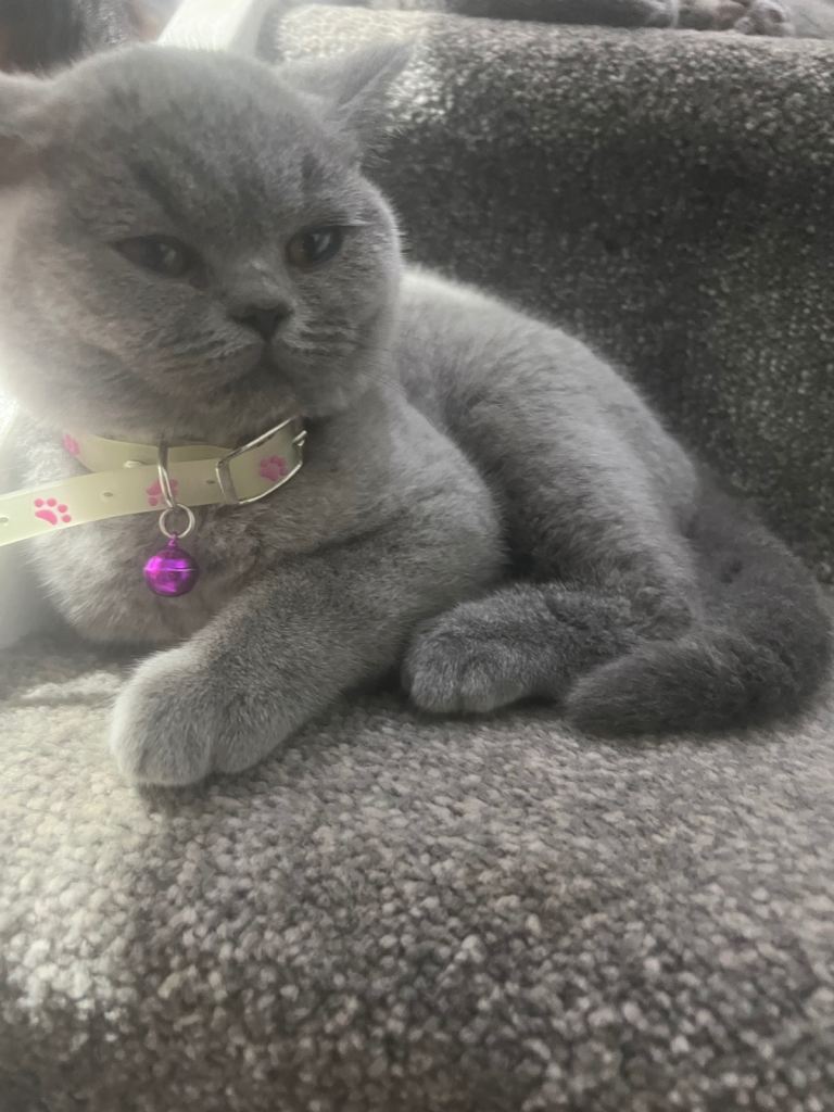 British shorthair female kitten 10 months 