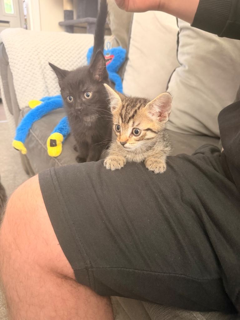 4 kittens 