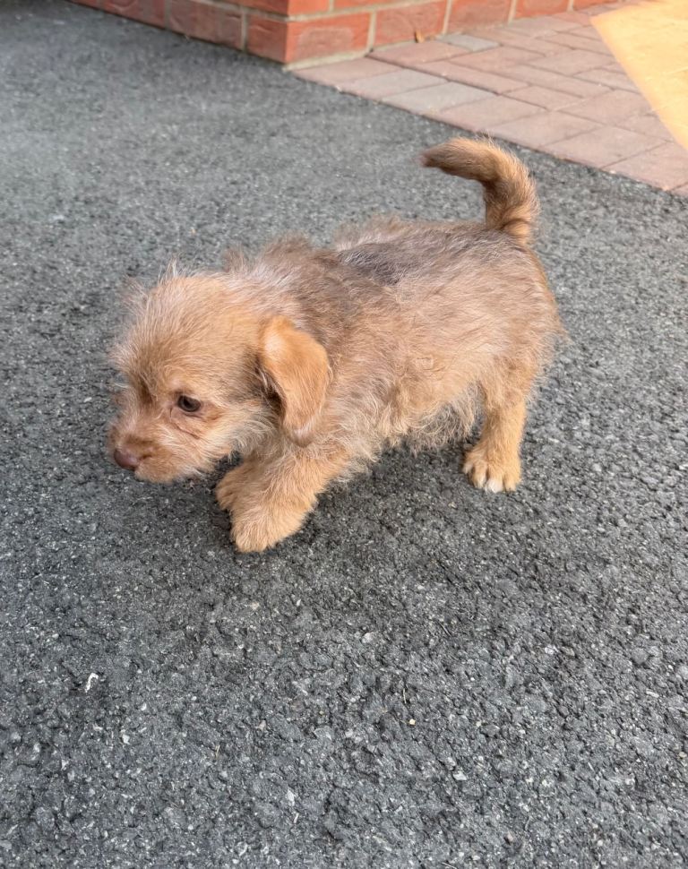 Miniature jackapoo puppy 1 boy left 