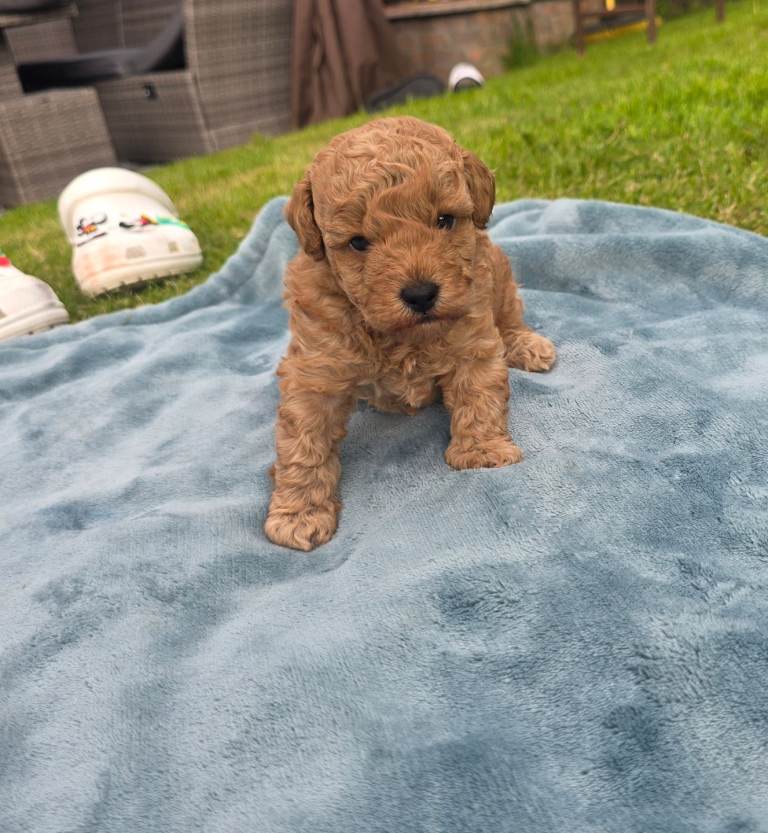 Toy poodle 