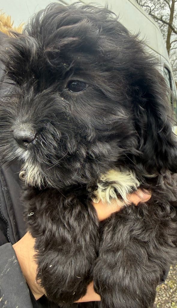 Cavapoo puppy’s READY NOW black/white