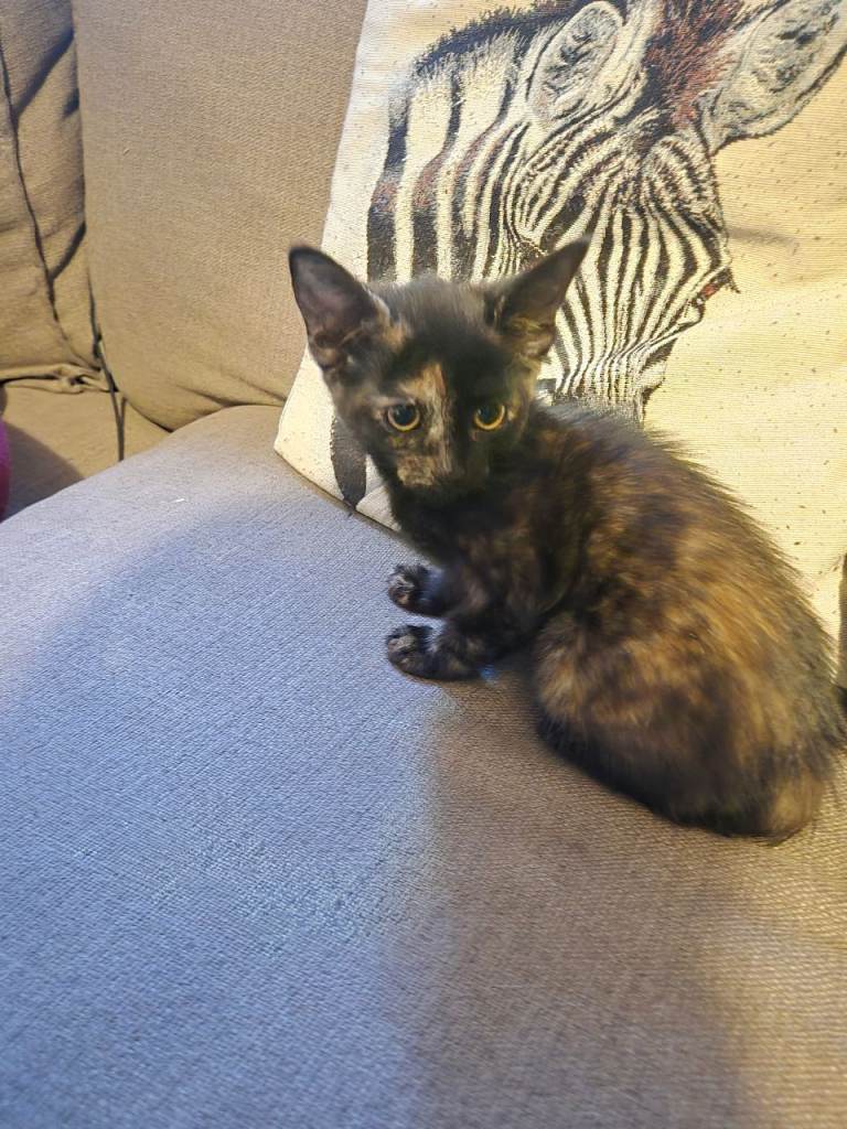 Female kitten 