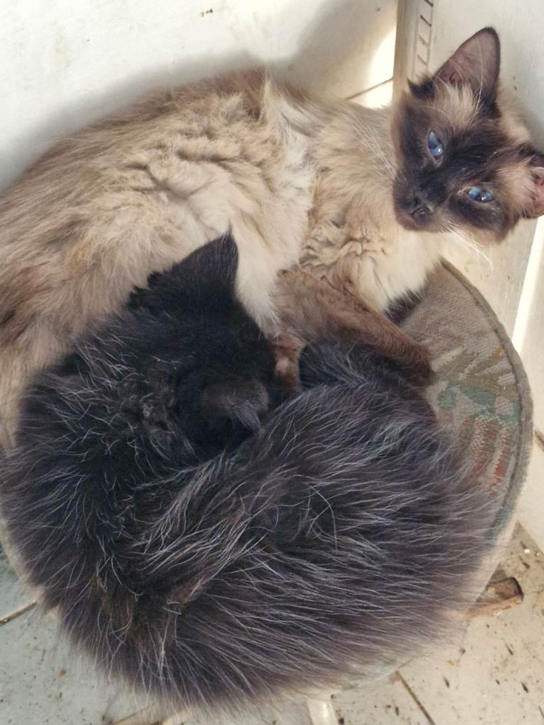 Ragdoll cross Mainecoon. 