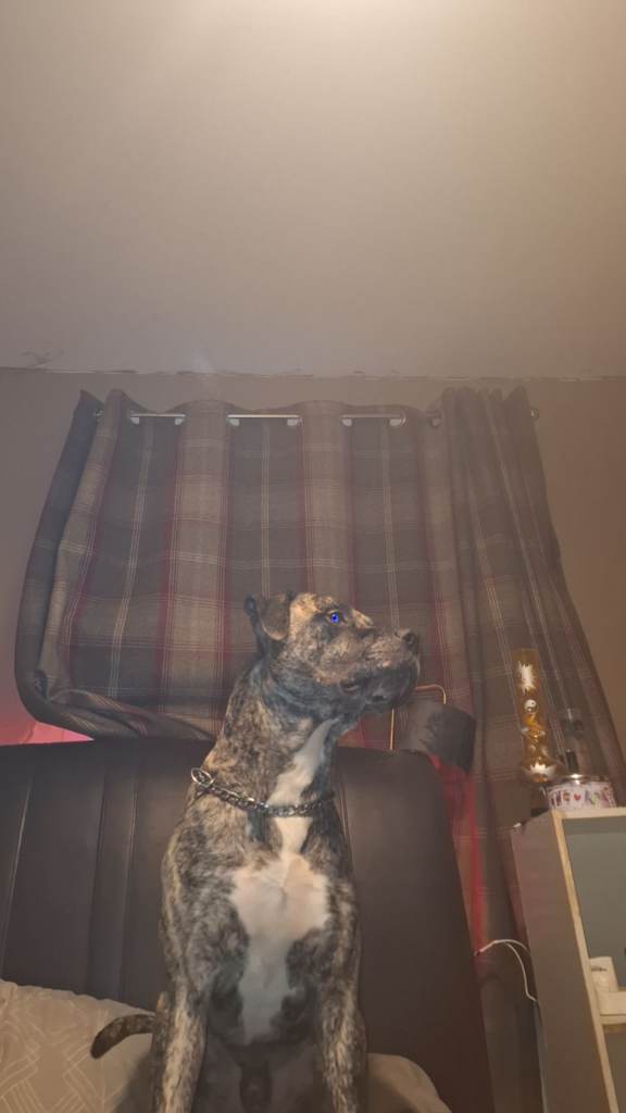 Cane corso cross presa for stud