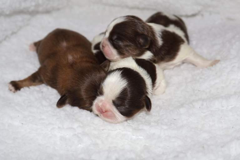 ✨Ultimate DNA Imperial’s now available✨