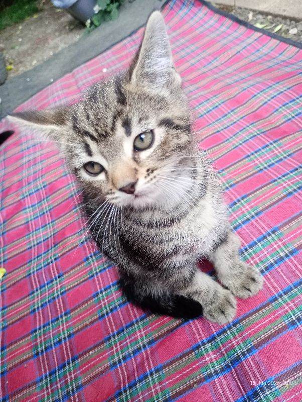Baby kitten for sale to a new lovely home