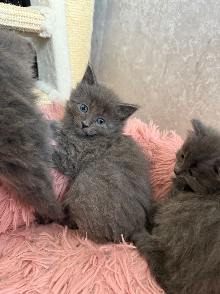 Ragcoon Kittens 