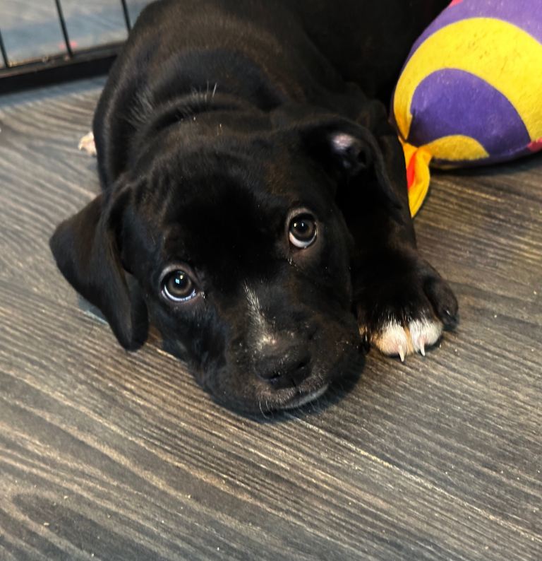 *REDUCED PRICE* LAST PUP 9 Week Old Adorable Staffy Cross Puppies Looking for Loving Homes