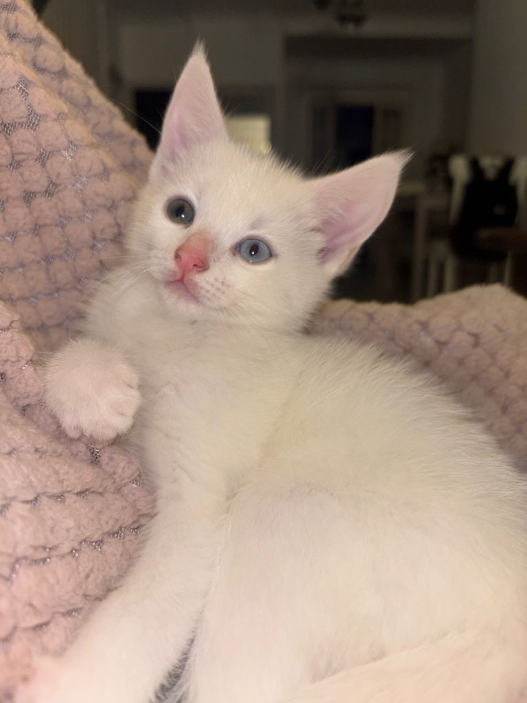 X2 black female and x2white male kittens 