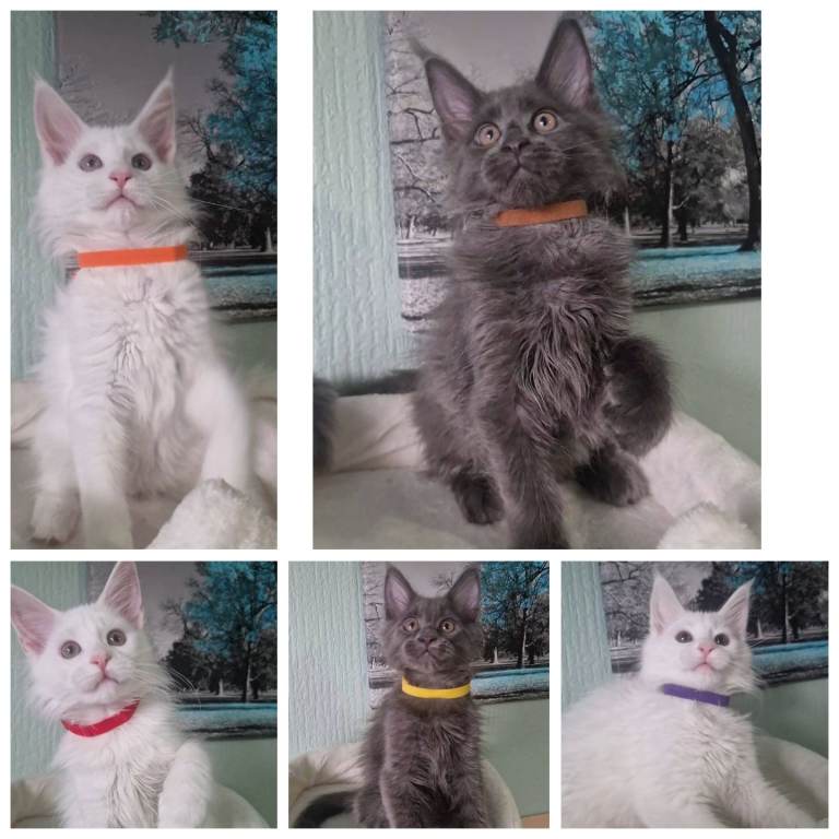 Stunning, Pedigree Maine Coon Kittens Looking for Forever Homes