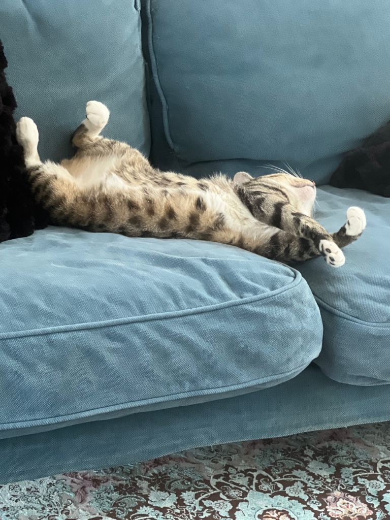 Bengal cat 16 months old 