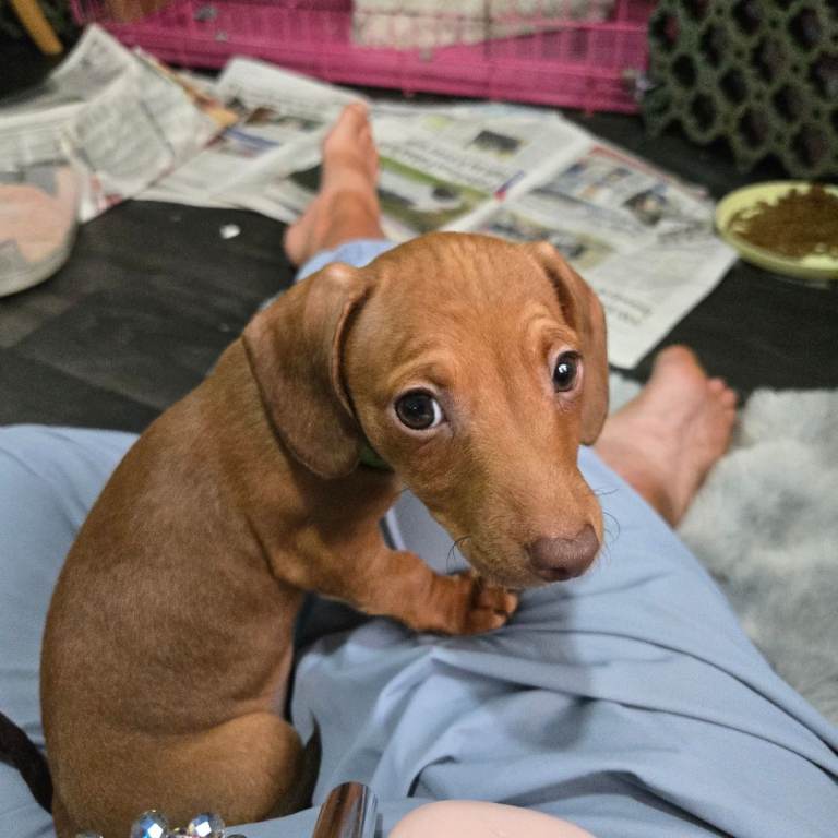 Miniature Dachshund 