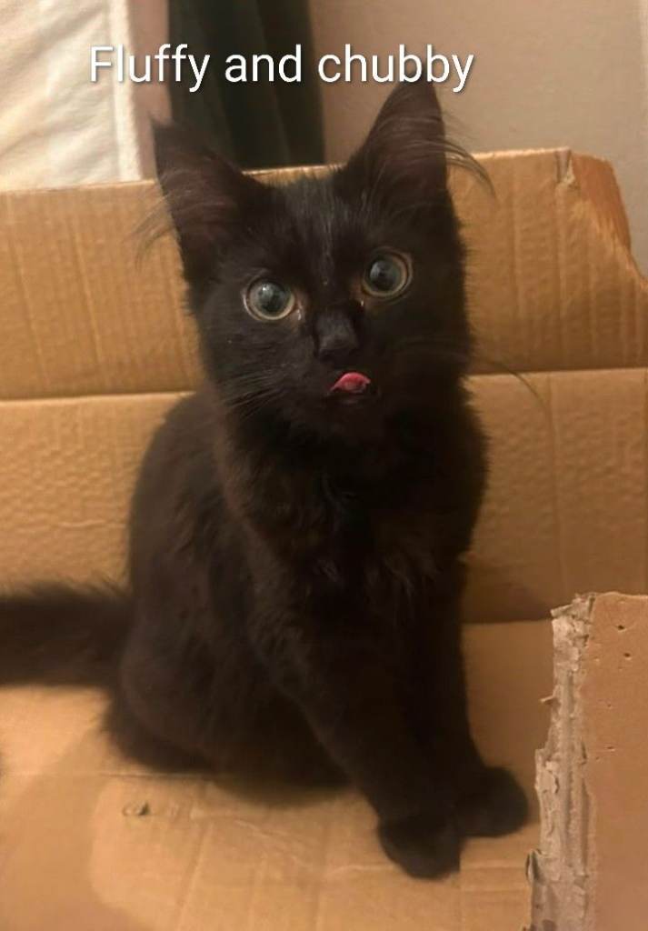 KITTEN 