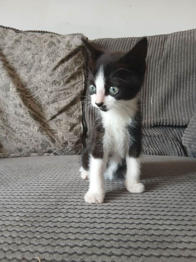 ✨ Gorgeous Ragdoll X Kittens – 9 Weeks Old & Ready to Leave ✨