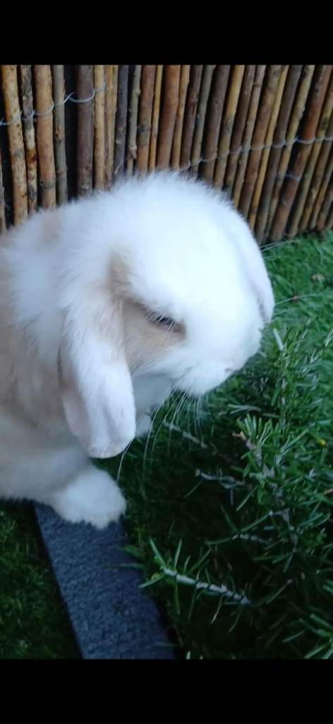 Mini lops (pedigree) Belfast 