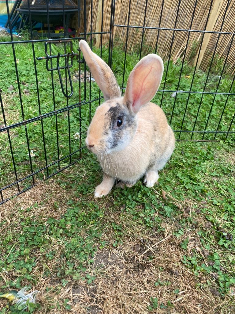 Female bunny rabbit 