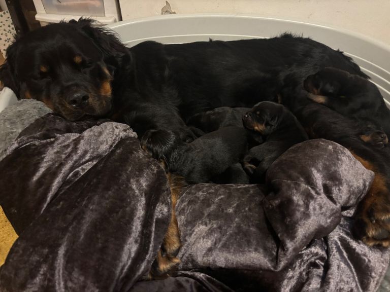 *** Pedigree Rottweiler puppies***