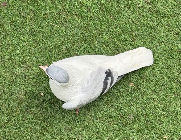 Afghan pigeons for sale