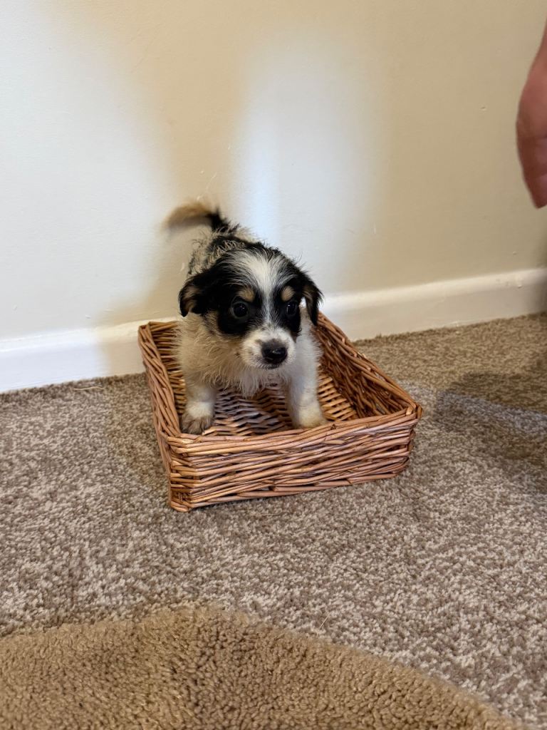 Terrier puppies 