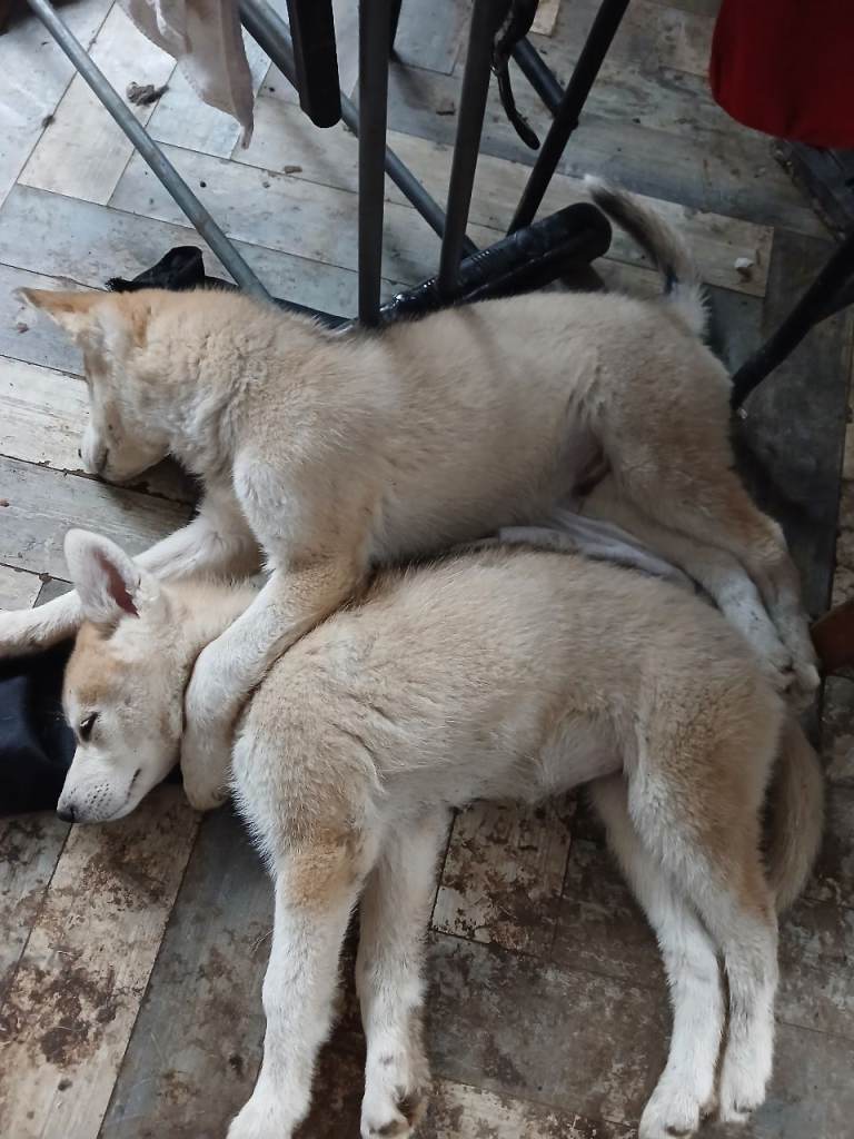 Friendly Siberian Husky Puppies