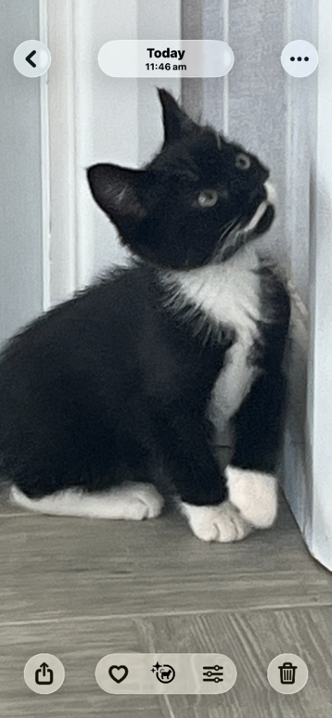 1 kittens for sale