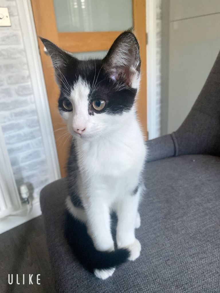 Cute kitty 
