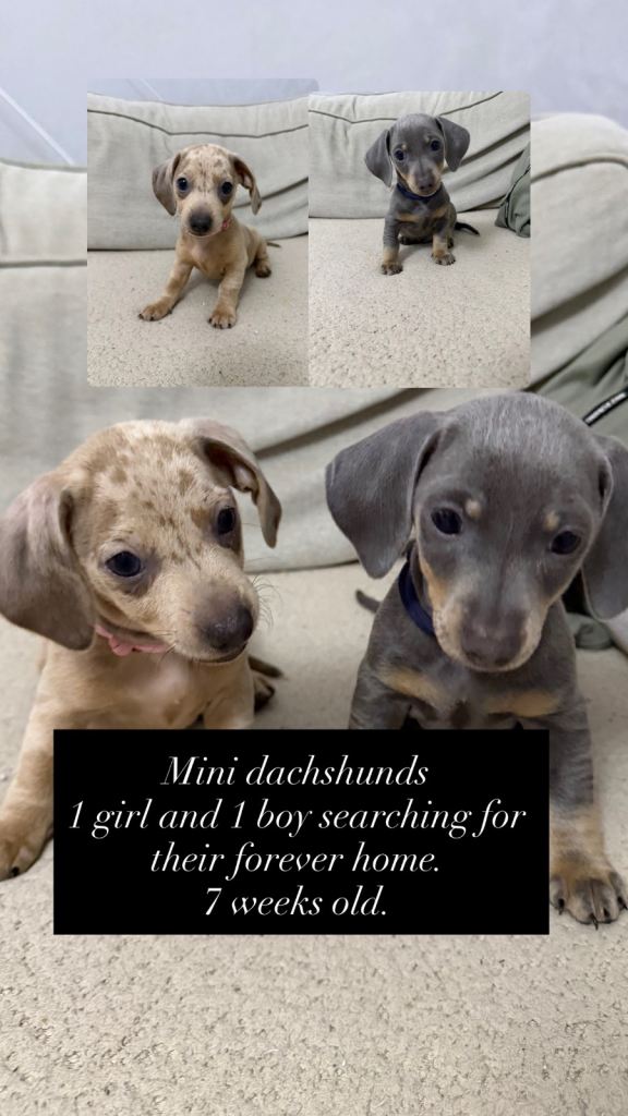 dachshunds (mini)