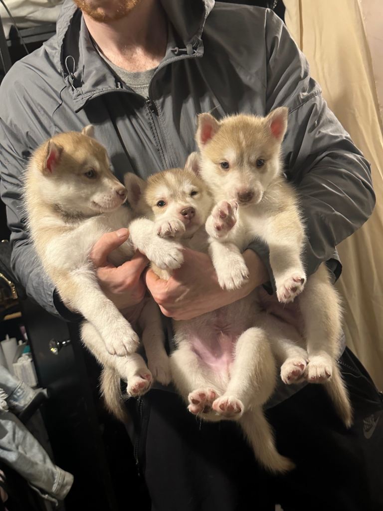 Husky puppies 
