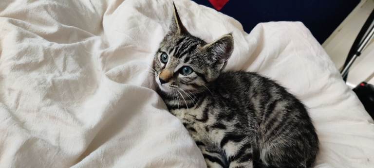 mackerel kittens 