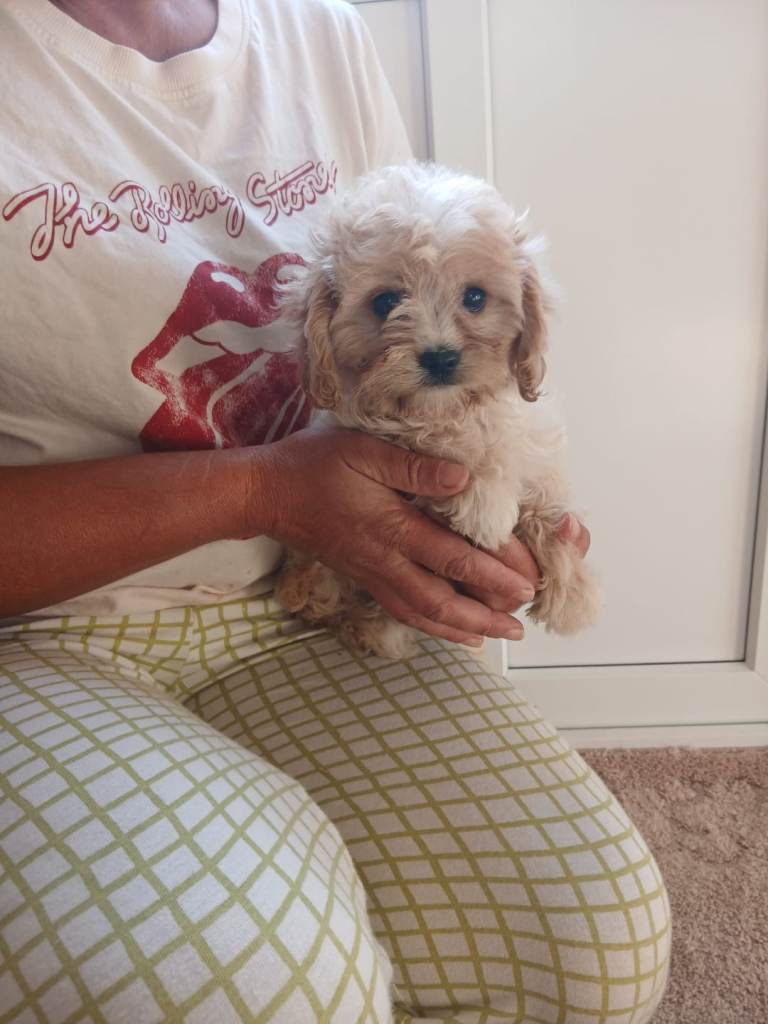 Last girl  Toy cavapoo puppy 