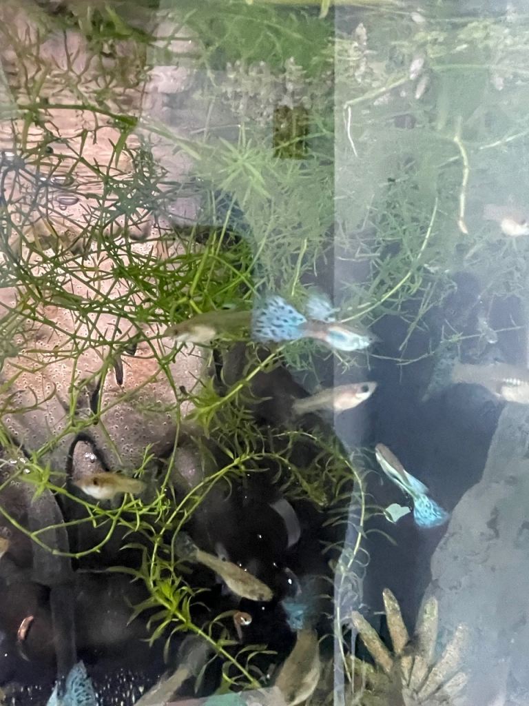 🐟 HOME BRED FISH, SHRIMPS & SNAILS 🐌