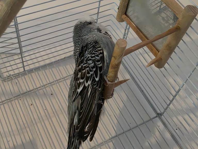 Budgie and large cage to good home 