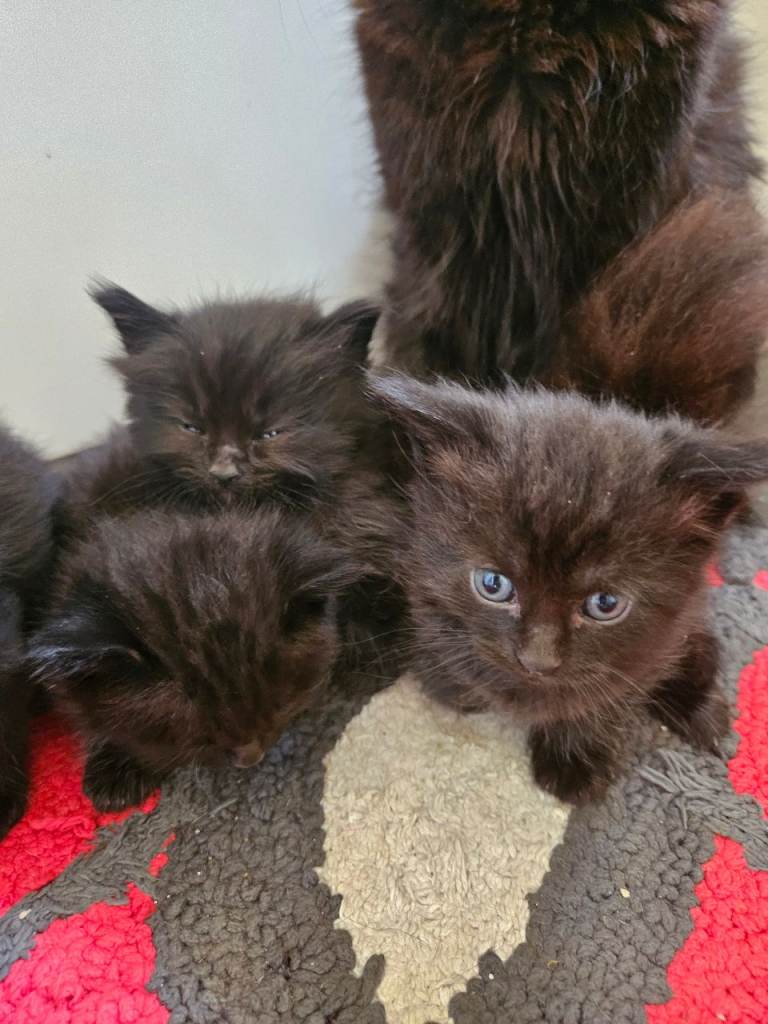 Beautiful black fluffy kittens