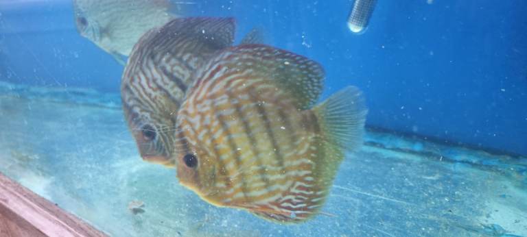 XXL DISCUS FISH 