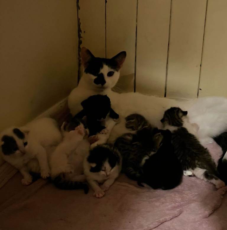 kittens ready for forever homes 