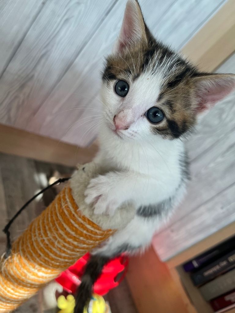 Kittens for sale 
