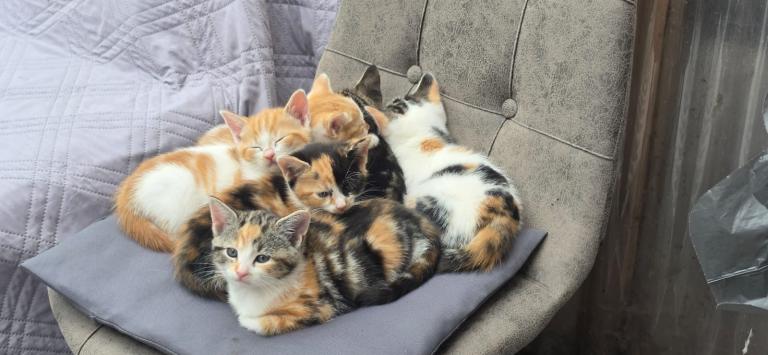 Kittens - Ready to go in a few weeks