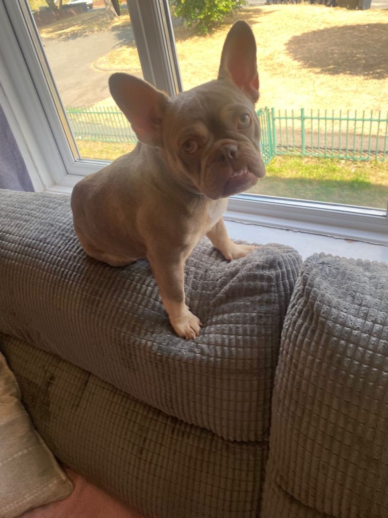 Frenchie 