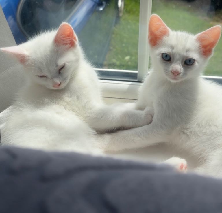 Pure white kittens for sale 