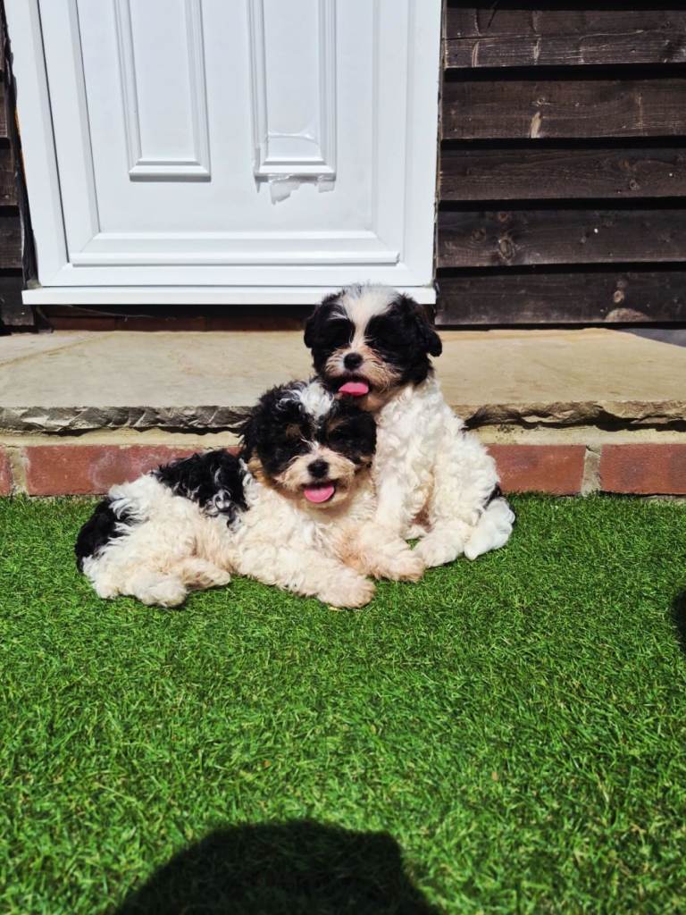 🐾 Stunning Shih-Poo Puppies Looking for Their Forever Homes 🐾