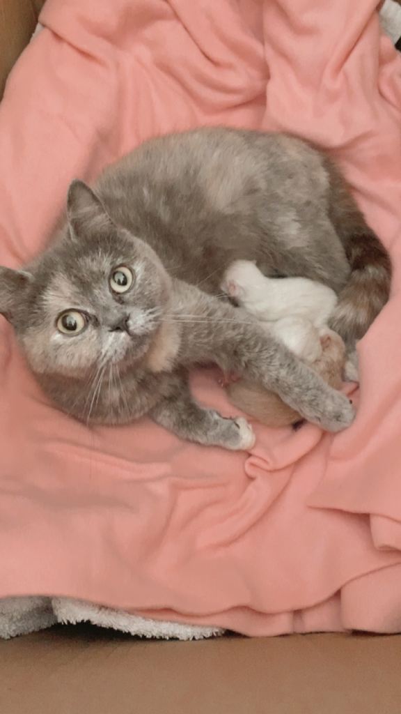 ❤️ beautiful exotic x ragdoll kittens 