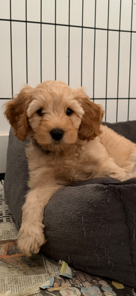Cavapoochon x puppies 
