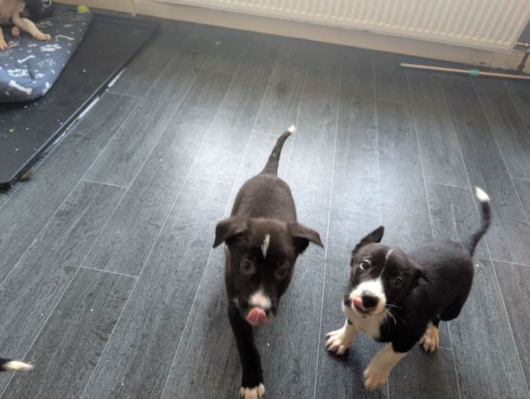 Border Collie puppies 