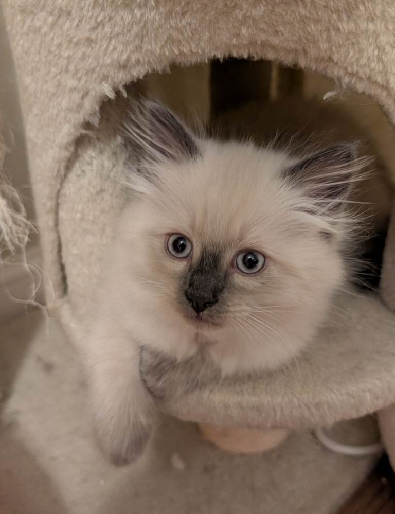 Ragdoll kitten ready now 