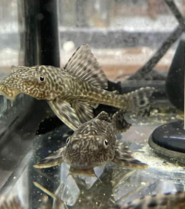 Commom pleco