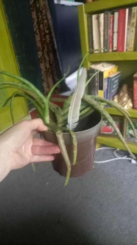 Free aloe vera