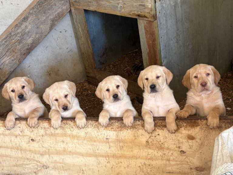 Yellow Labrador puppies, ready to go. Well socialised including with other pets.