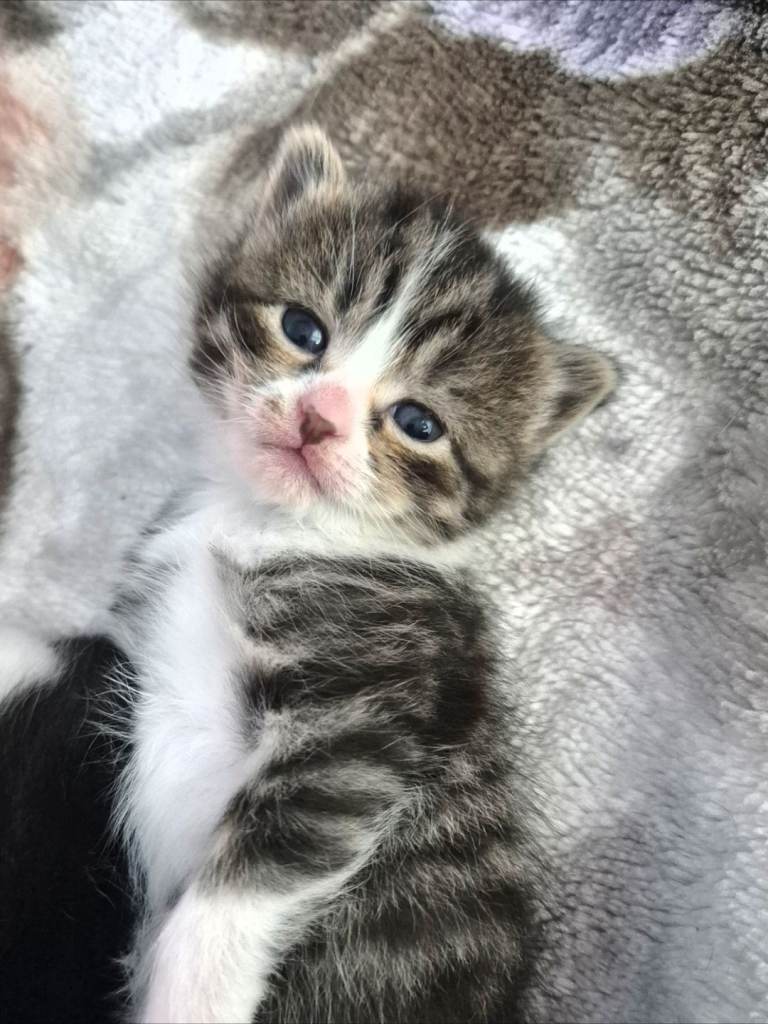 Beautiful tabby kitten 