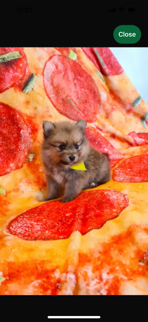 Pomeranian 