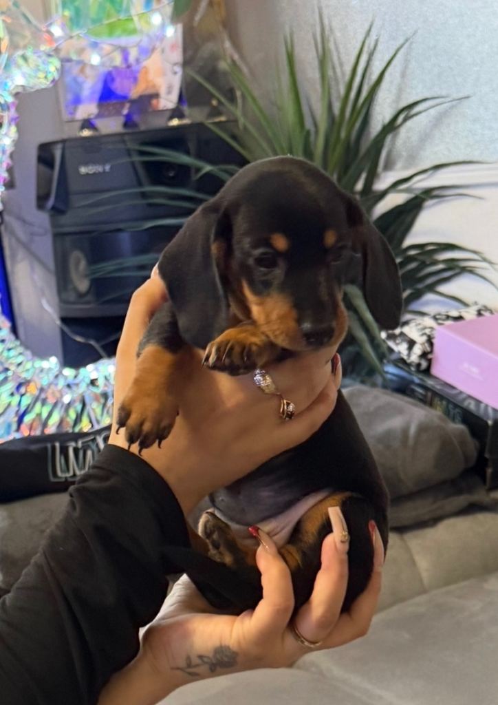 Miniature dachshund puppies!!